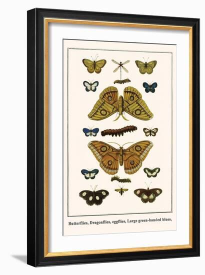 Butterflies, Dragonflies, Eggflies, Large Green-Banded Blues,-Albertus Seba-Framed Art Print