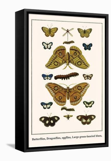 Butterflies, Dragonflies, Eggflies, Large Green-Banded Blues,-Albertus Seba-Framed Stretched Canvas