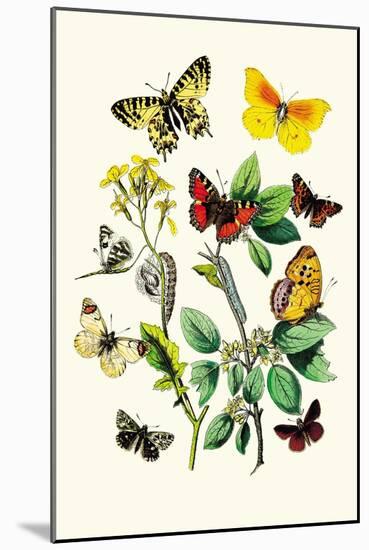 Butterflies: E. Belemia, E. Tagis-William Forsell Kirby-Mounted Art Print