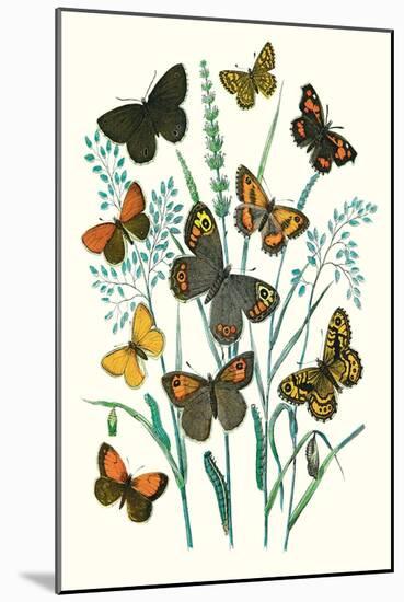 Butterflies: E. Hyperanthus, N. Lucina-William Forsell Kirby-Mounted Art Print