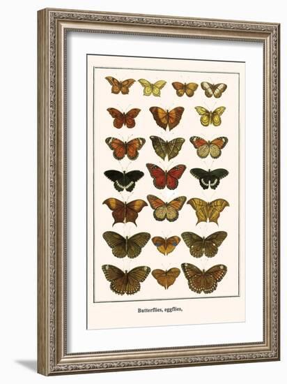 Butterflies, Eggflies,-Albertus Seba-Framed Art Print