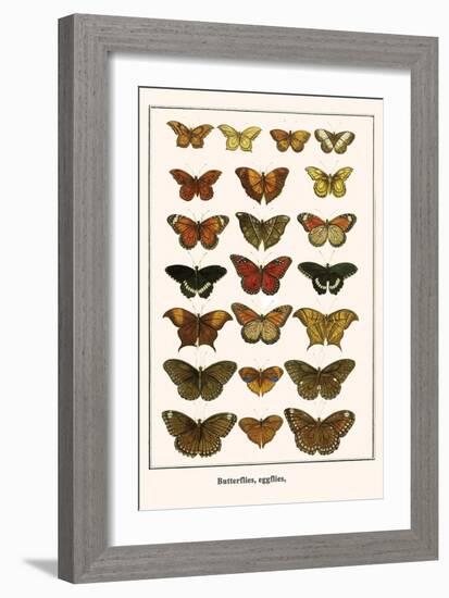 Butterflies, Eggflies,-Albertus Seba-Framed Art Print