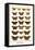 Butterflies, Eggflies,-Albertus Seba-Framed Stretched Canvas