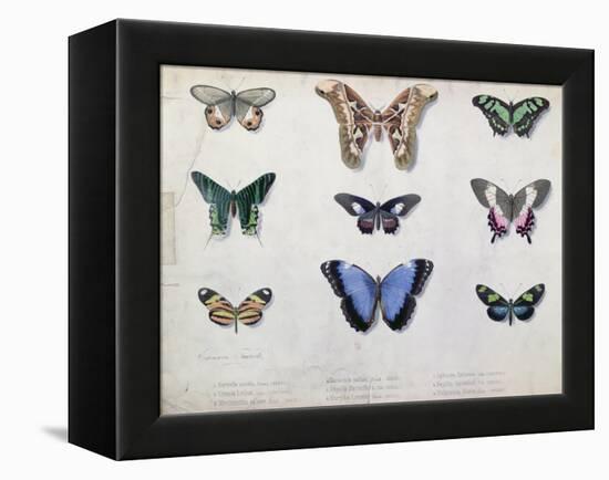 Butterflies from Brazil and Guyana, Mid 19th Century-Edouard Travies-Framed Premier Image Canvas