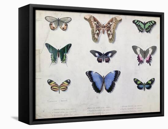 Butterflies from Brazil and Guyana, Mid 19th Century-Edouard Travies-Framed Premier Image Canvas