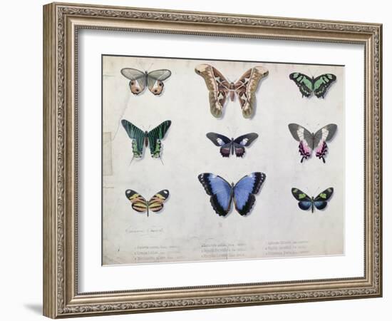 Butterflies from Brazil and Guyana, Mid 19th Century-Edouard Travies-Framed Giclee Print