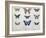 Butterflies from Brazil and Guyana, Mid 19th Century-Edouard Travies-Framed Giclee Print