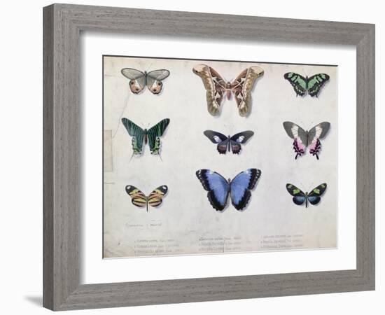 Butterflies from Brazil and Guyana, Mid 19th Century-Edouard Travies-Framed Giclee Print