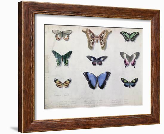 Butterflies from Brazil and Guyana, Mid 19th Century-Edouard Travies-Framed Giclee Print