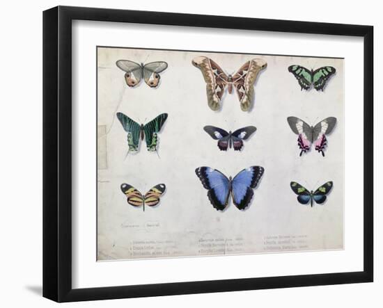 Butterflies from Brazil and Guyana, Mid 19th Century-Edouard Travies-Framed Giclee Print