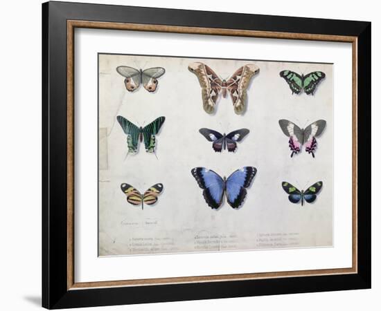 Butterflies from Brazil and Guyana, Mid 19th Century-Edouard Travies-Framed Giclee Print