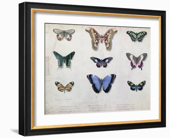 Butterflies from Brazil and Guyana, Mid 19th Century-Edouard Travies-Framed Giclee Print