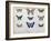 Butterflies from Brazil and Guyana, Mid 19th Century-Edouard Travies-Framed Giclee Print