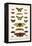 Butterflies, Garden Acraeas, Caterpillars, Ornamented Utetheisas,-Albertus Seba-Framed Stretched Canvas