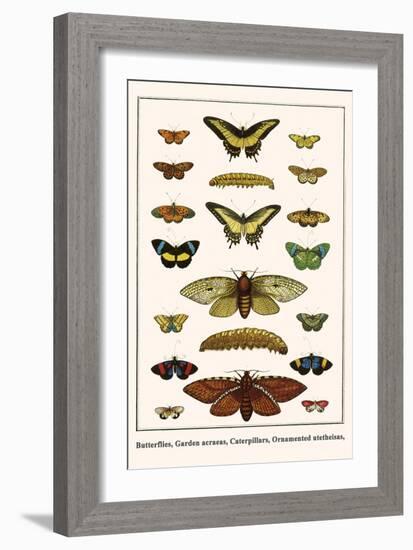 Butterflies, Garden Acraeas, Caterpillars, Ornamented Utetheisas,-Albertus Seba-Framed Art Print