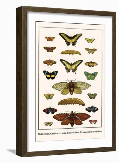Butterflies, Garden Acraeas, Caterpillars, Ornamented Utetheisas,-Albertus Seba-Framed Art Print