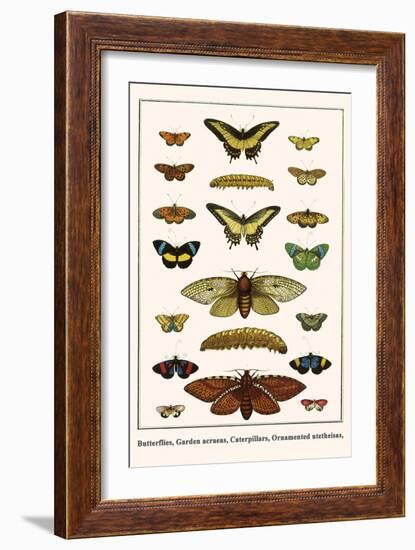 Butterflies, Garden Acraeas, Caterpillars, Ornamented Utetheisas,-Albertus Seba-Framed Art Print