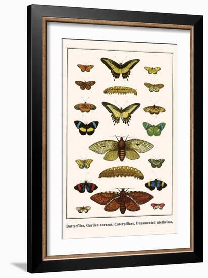 Butterflies, Garden Acraeas, Caterpillars, Ornamented Utetheisas,-Albertus Seba-Framed Art Print