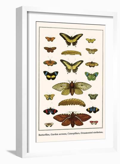 Butterflies, Garden Acraeas, Caterpillars, Ornamented Utetheisas,-Albertus Seba-Framed Art Print