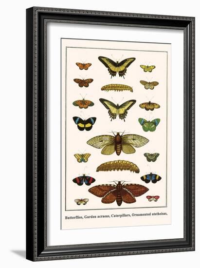 Butterflies, Garden Acraeas, Caterpillars, Ornamented Utetheisas,-Albertus Seba-Framed Art Print