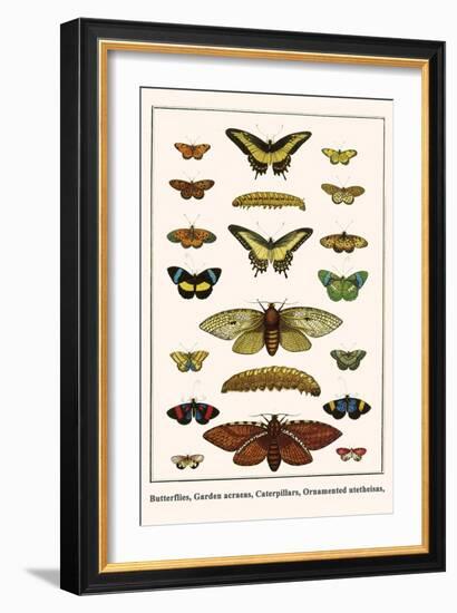 Butterflies, Garden Acraeas, Caterpillars, Ornamented Utetheisas,-Albertus Seba-Framed Art Print