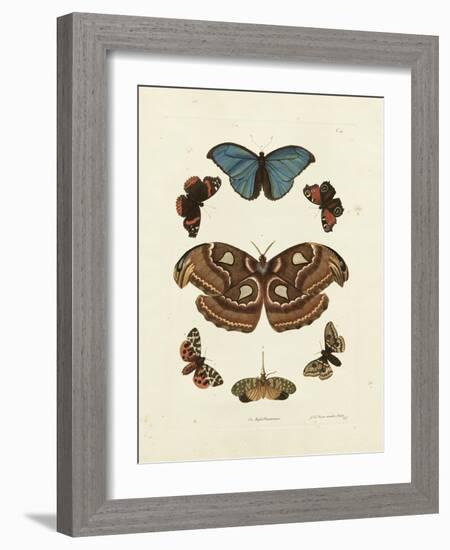 Butterflies II-George Wolfgang Knorr-Framed Art Print