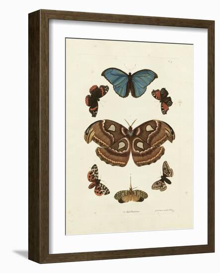 Butterflies II-George Wolfgang Knorr-Framed Art Print