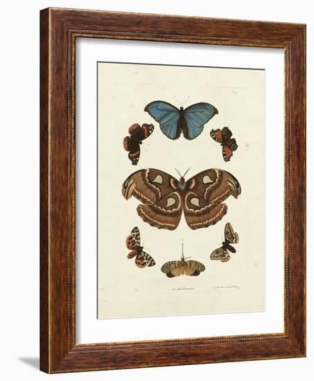 Butterflies II-George Wolfgang Knorr-Framed Art Print