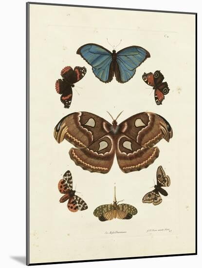 Butterflies II-George Wolfgang Knorr-Mounted Art Print