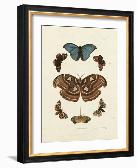 Butterflies II-George Wolfgang Knorr-Framed Art Print