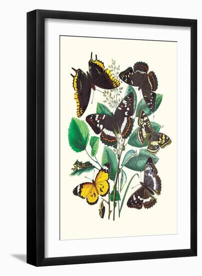 Butterflies: L. Populi, A. Iris-William Forsell Kirby-Framed Art Print