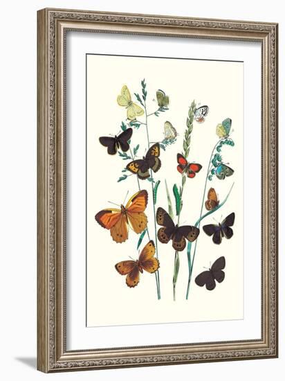 Butterflies: L. Roboris, P. Orion-William Forsell Kirby-Framed Art Print