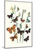 Butterflies: L. Roboris, P. Orion-William Forsell Kirby-Mounted Art Print