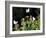 Butterflies Land on Wild Flowers at Boca Chica, Texas-Eric Gay-Framed Photographic Print