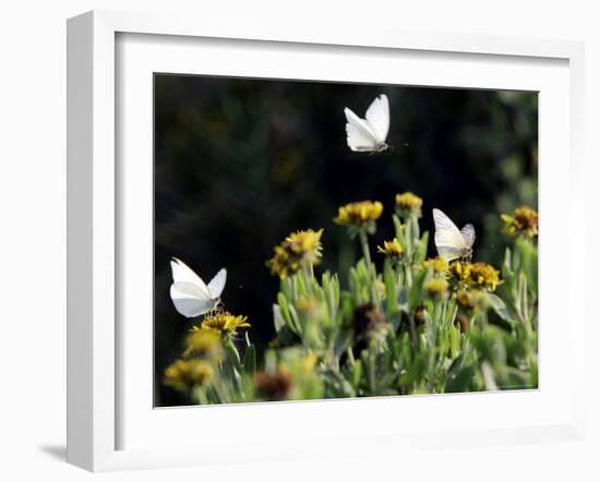 Butterflies Land on Wild Flowers at Boca Chica, Texas-Eric Gay-Framed Photographic Print