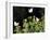 Butterflies Land on Wild Flowers at Boca Chica, Texas-Eric Gay-Framed Photographic Print