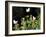 Butterflies Land on Wild Flowers at Boca Chica, Texas-Eric Gay-Framed Photographic Print