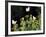 Butterflies Land on Wild Flowers at Boca Chica, Texas-Eric Gay-Framed Photographic Print