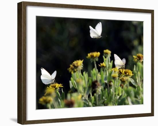 Butterflies Land on Wild Flowers at Boca Chica, Texas-Eric Gay-Framed Photographic Print