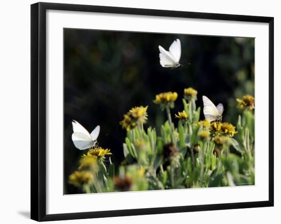 Butterflies Land on Wild Flowers at Boca Chica, Texas-Eric Gay-Framed Photographic Print