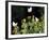 Butterflies Land on Wild Flowers at Boca Chica, Texas-Eric Gay-Framed Photographic Print