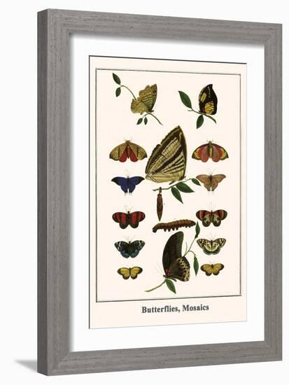 Butterflies, Mosaics-Albertus Seba-Framed Art Print