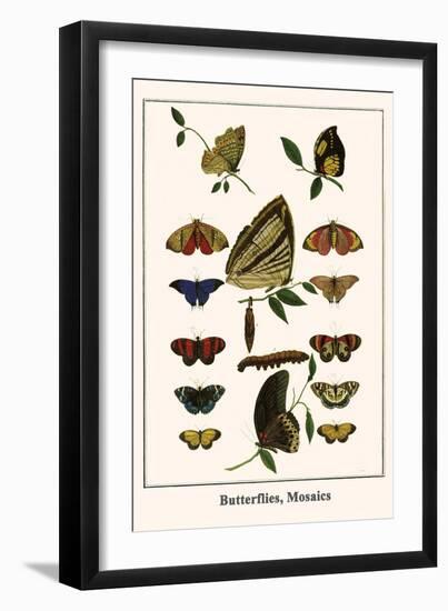 Butterflies, Mosaics-Albertus Seba-Framed Art Print