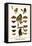 Butterflies, Mosaics-Albertus Seba-Framed Stretched Canvas