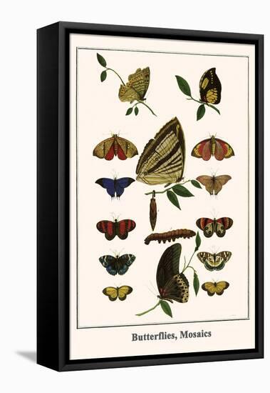 Butterflies, Mosaics-Albertus Seba-Framed Stretched Canvas