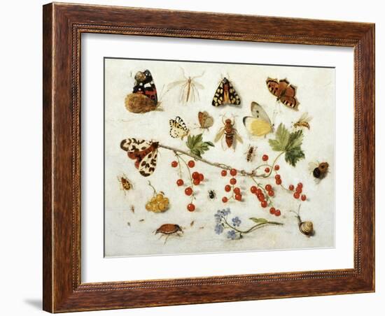 Butterflies, Moths and Other Insects with a Snail and a Sprig of Redcurrants, 1680-Jan Van Kessel-Framed Giclee Print