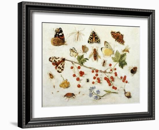 Butterflies, Moths and Other Insects with a Snail and a Sprig of Redcurrants, 1680-Jan Van Kessel-Framed Giclee Print