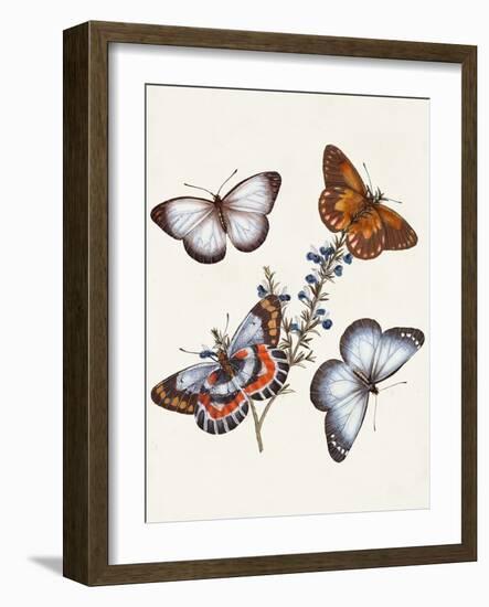 Butterflies & Moths III-Unknown-Framed Art Print