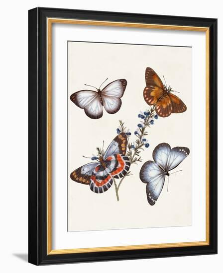 Butterflies & Moths III-Unknown-Framed Art Print
