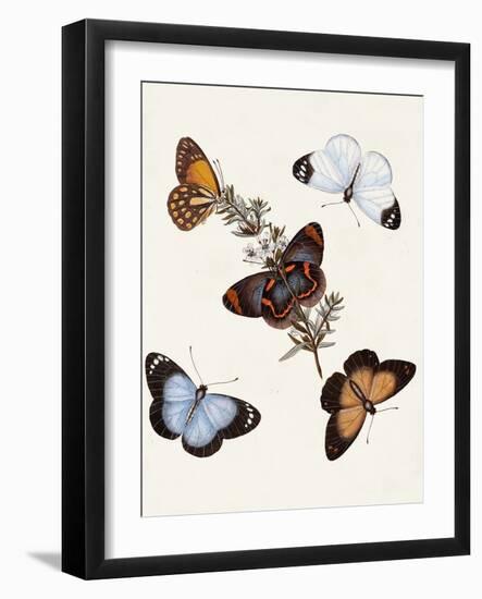 Butterflies & Moths IV-Unknown-Framed Art Print